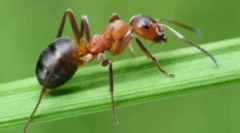 A hangyák fejlődésének reprodukálása és színpadja